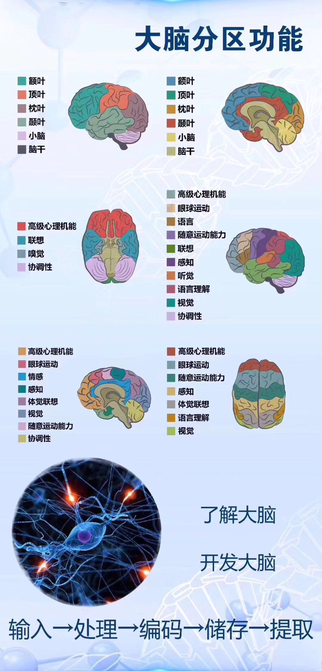 通过全脑开发训练全面提高孩子的智商