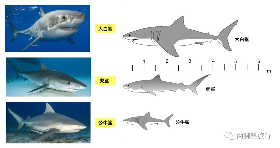 以下依此是大白鯊,虎鯊,公牛鯊,仰望看它們的臉,真是一個比一個兇巴巴