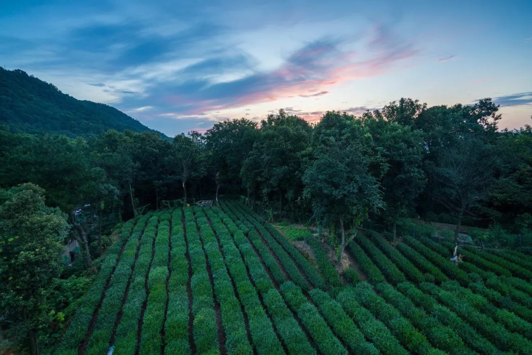 醉美全景鞦韆露臺喝茶賞月玻璃大床房躺觀茶園秋色聞茶香而眠隨鳥鳴而