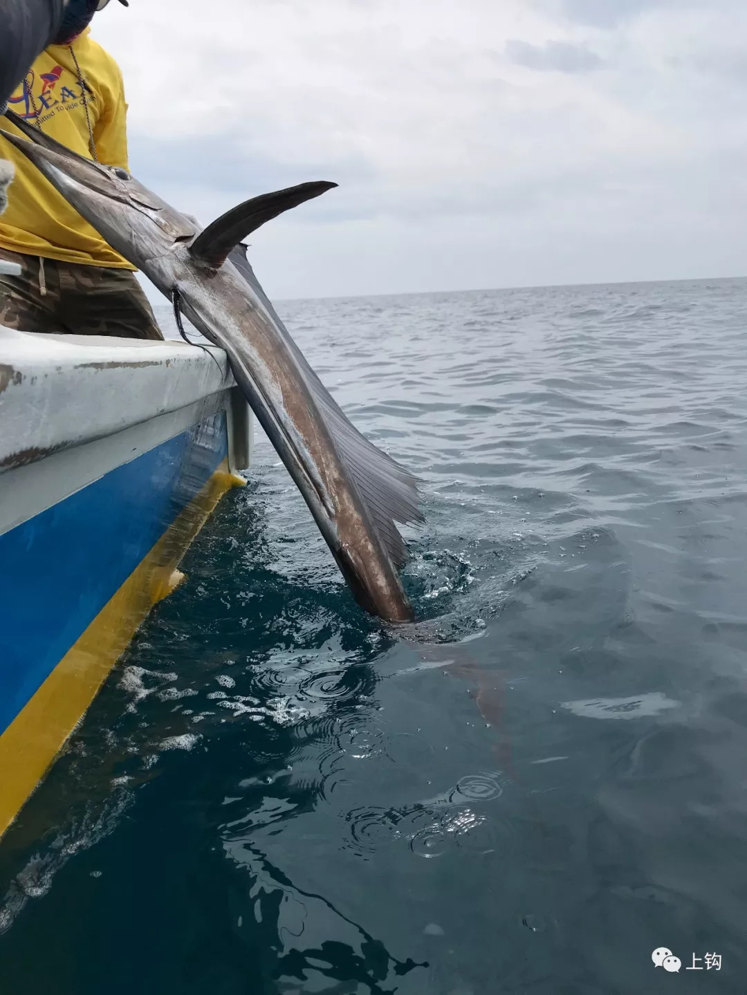 海釣·遊釣|長江邊的幾個年輕人,玩膩了兇猛的鱤魚,跑到大馬和旗魚來