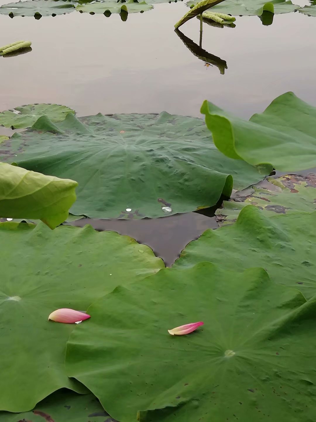 眠沙鸥鹭不回头,清露洗,蘋花汀草.莲子已成荷叶老,说不尽,无穷好.