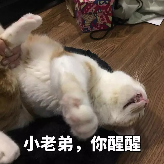 搞笑猫咪表情包39张