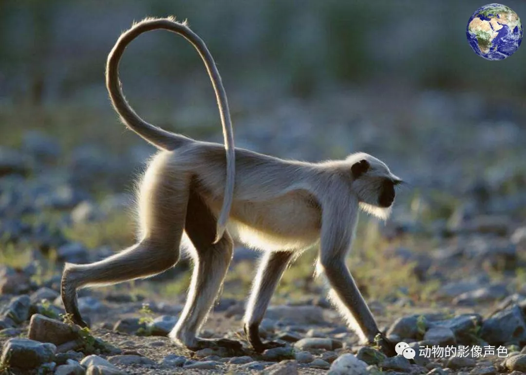 这种猴子的尾巴是自己身体的两倍长,还长得眉清目秀