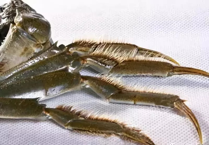 螃蟹脚螯足图片