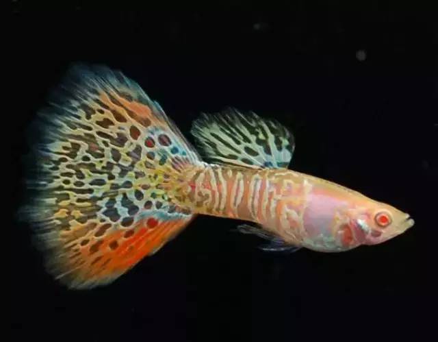 豹纹红蕾丝孔雀鱼图片