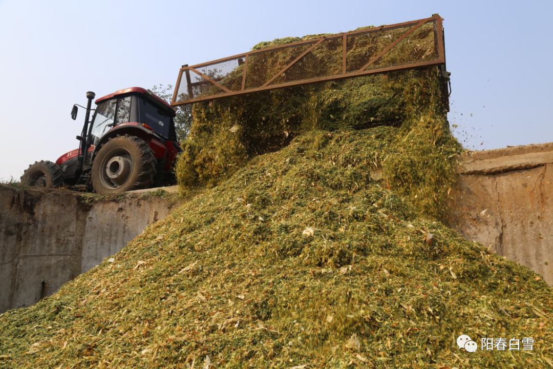 奶牛的草罐頭青貯飼料