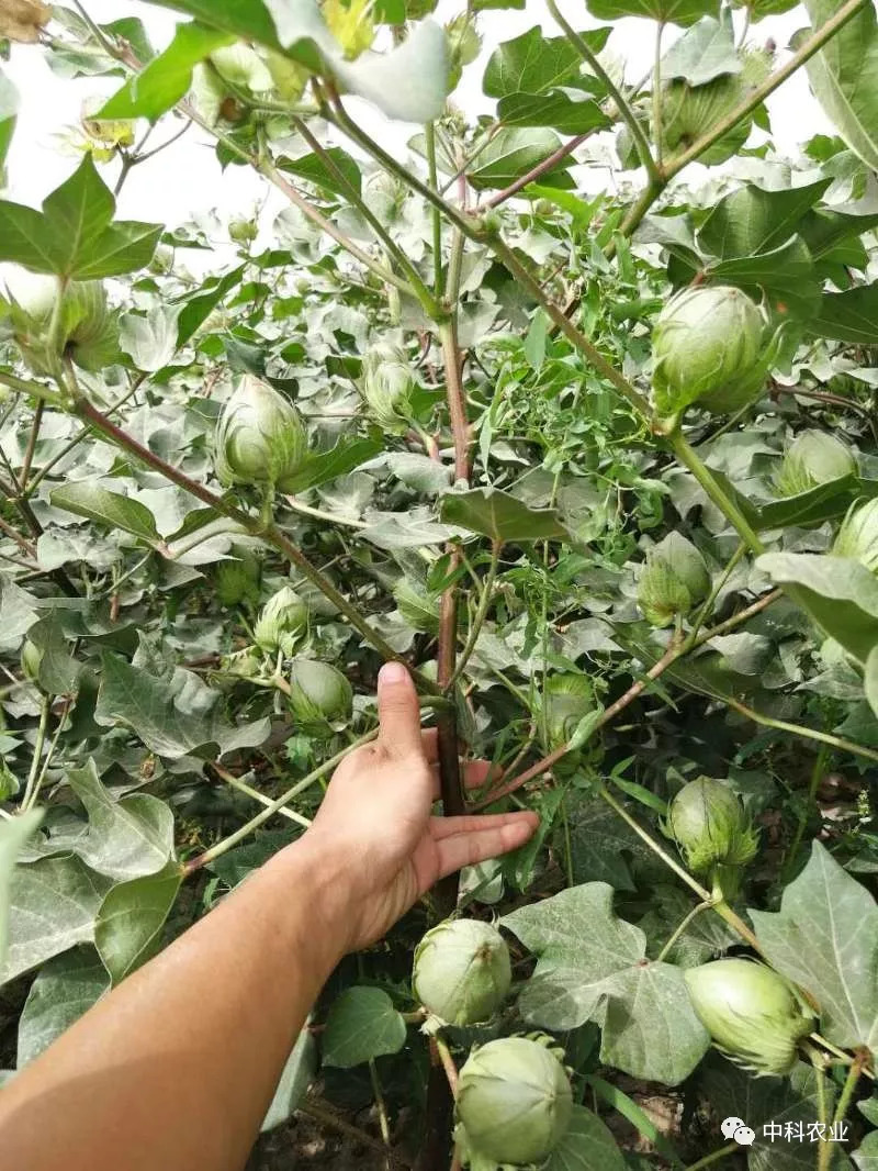 新陆早66棉花品种简介图片