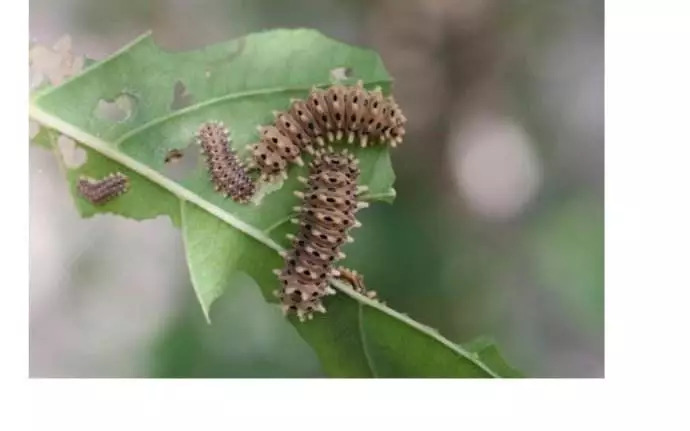 重阳木锦斑蛾幼虫图片