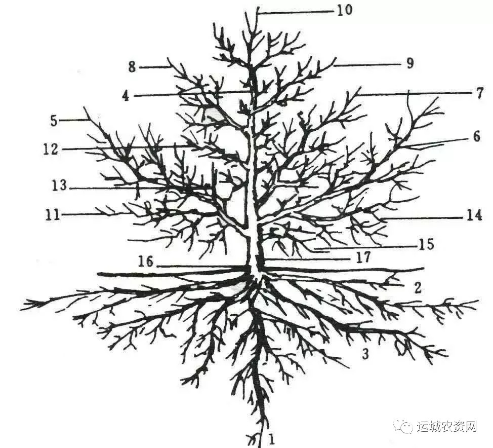 【了解一下】果树根系的几个生长周期