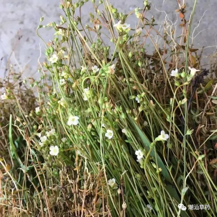 草药四叶莲图片大全图片