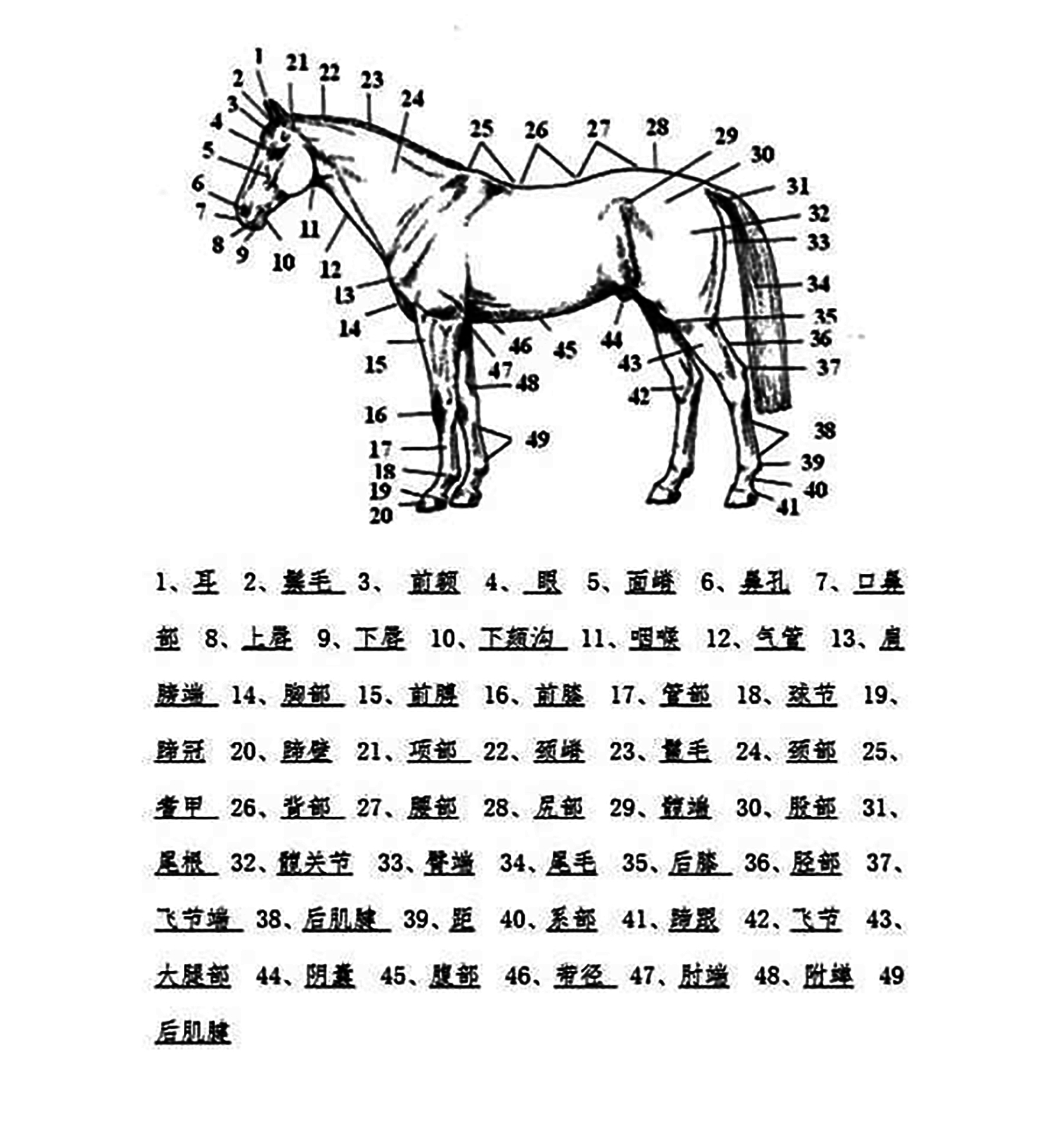 马脚图解图片