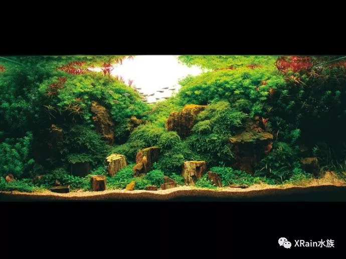 ada2007水草造景大賽前27名獲獎作品