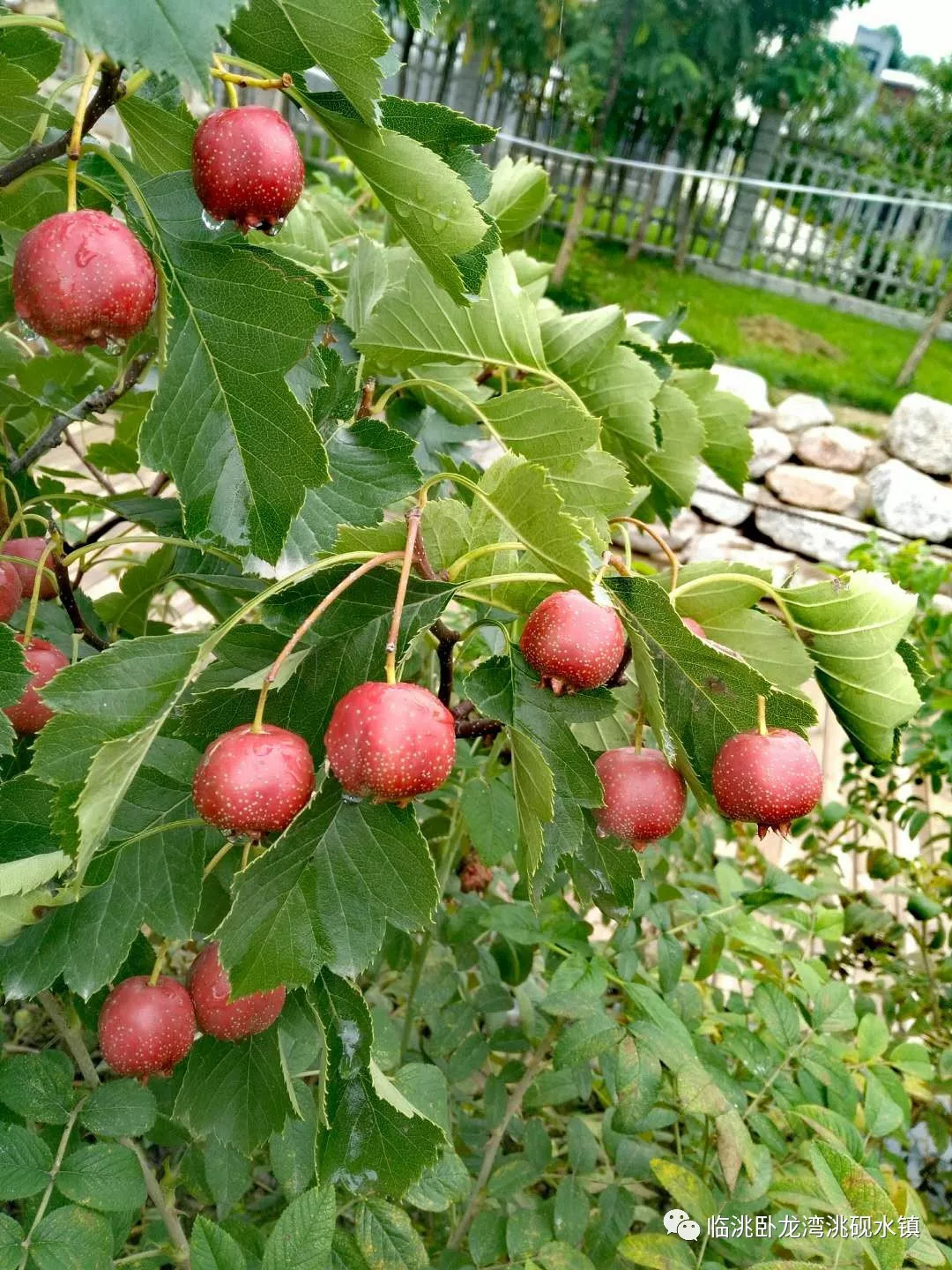 香楂树树用途图片