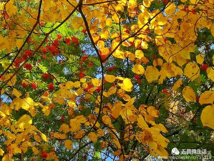 片片落葉,片片傷;流年去遠…但還是鏡裡煙花,最不願說滄海了桑田,些許