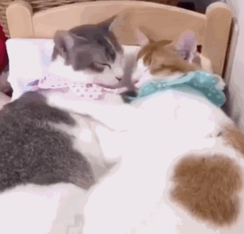 两只猫连睡觉都要抱在一起,网友表示:我家的只会……