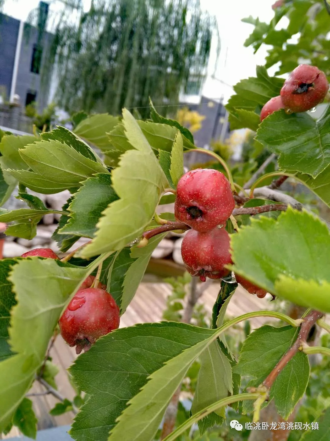 香楂树树用途图片