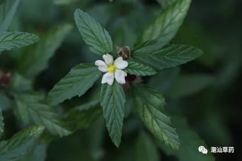 潮汕草药黄花母