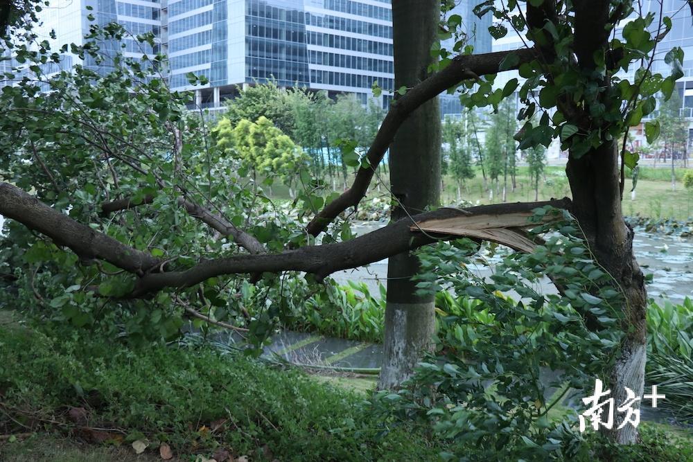 道路上是被狂風吹斷的樹枝.