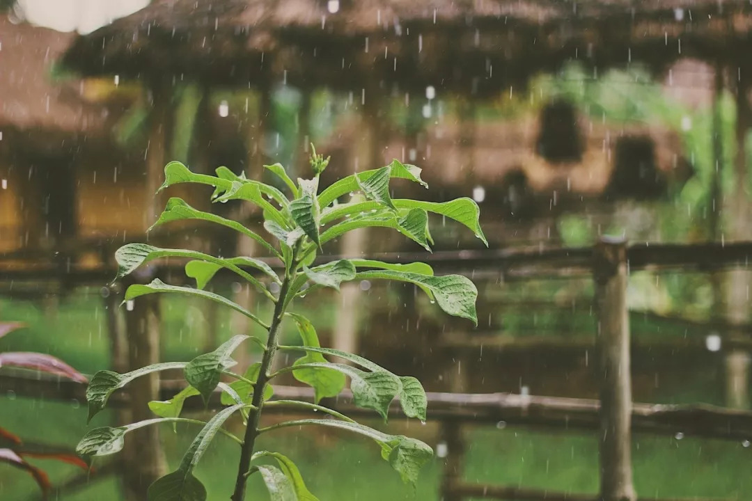 打不打傘,全憑心情今日小雨,宜雨中漫步詩意指數:★★★★79舒適