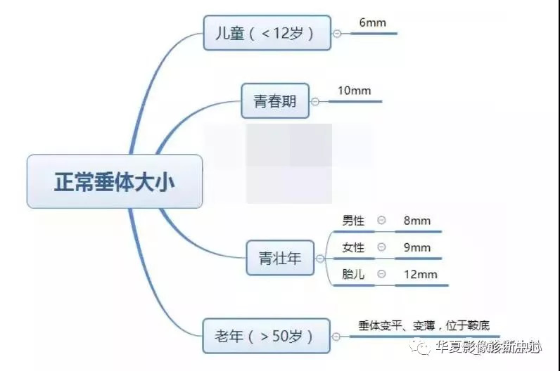 8岁儿童脑垂体6MM图片