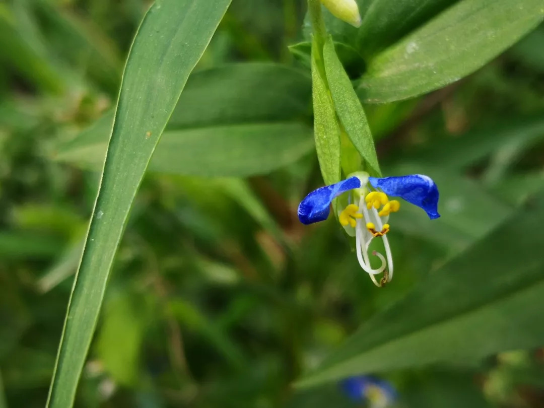 又叫野蝴蝶花,半日蓮,碧竹子,蘭花草,竹葉菜,雞冠菜,鴨抓菜,淡竹葉花