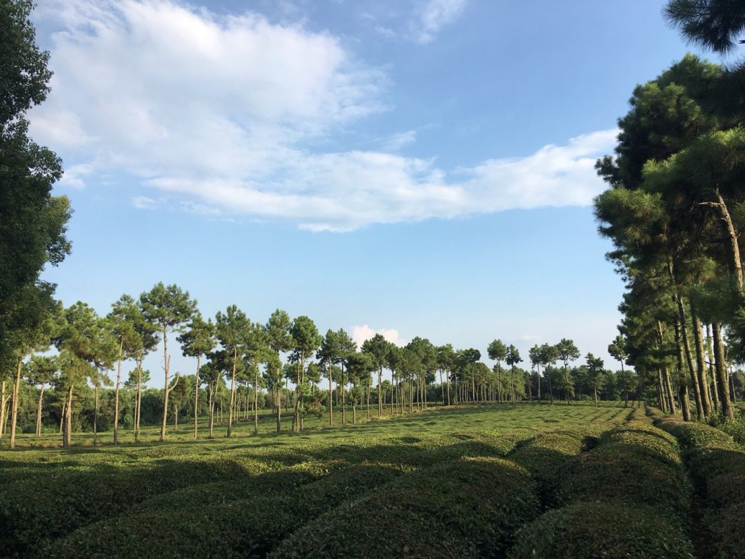 高安這五大景區準備好了嗎旅遊品牌創建驗收要來了