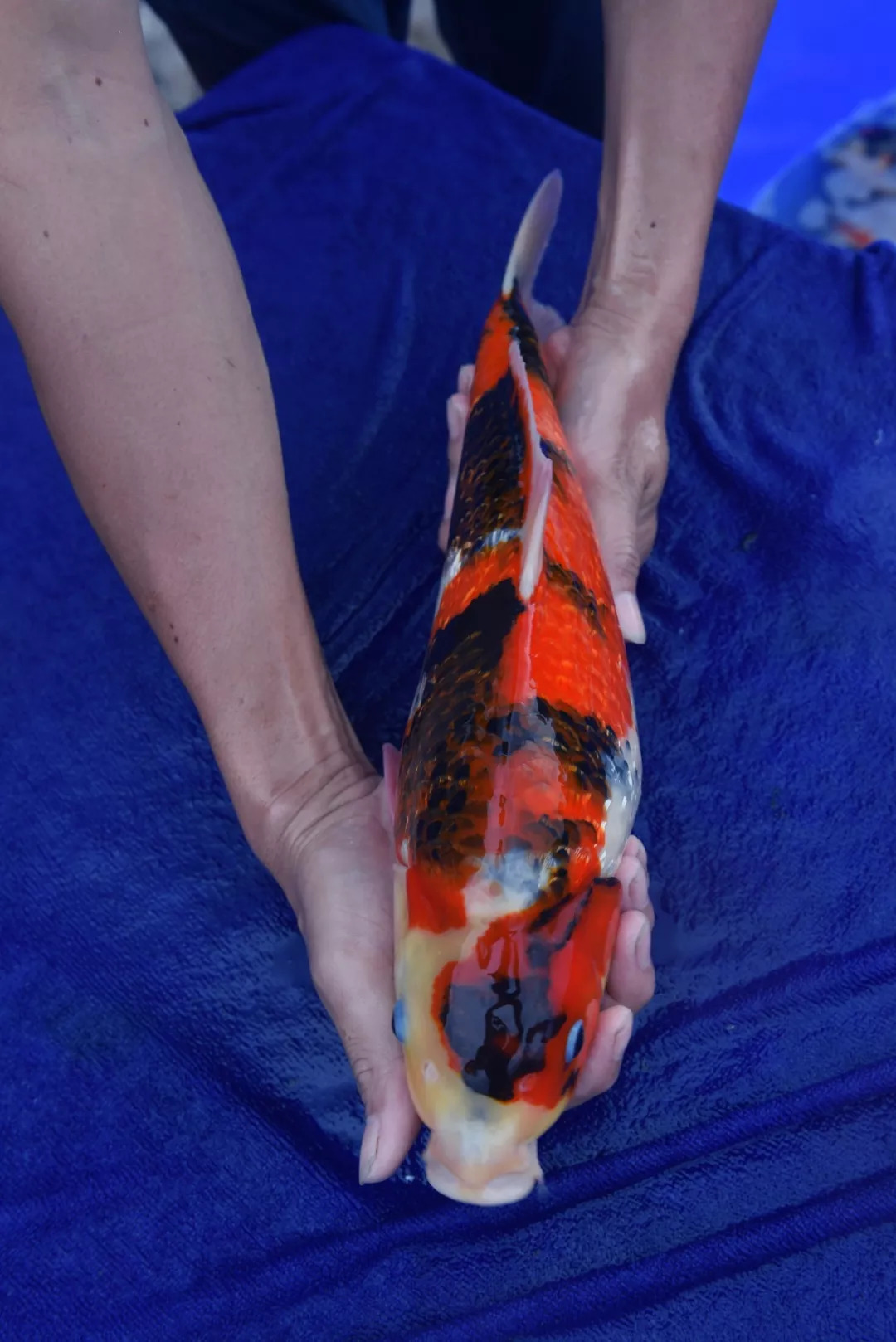 锦鲤鱼体型标准图片图片