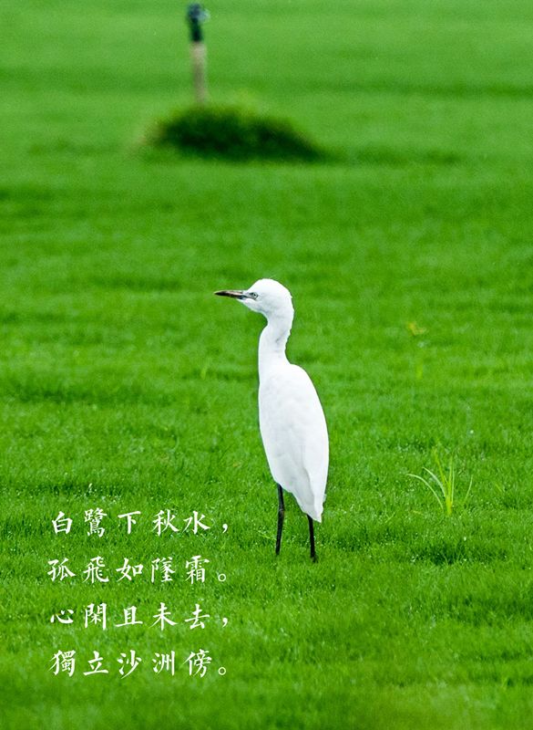 美丽西夏墅诗词画白鹭