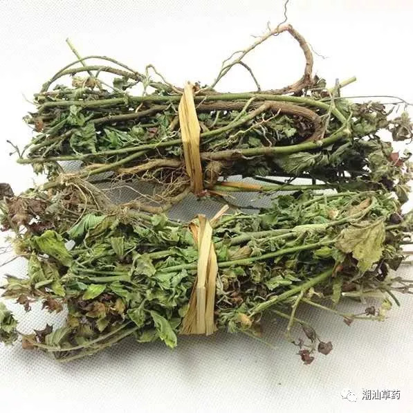 【潮汕草药】黄花母