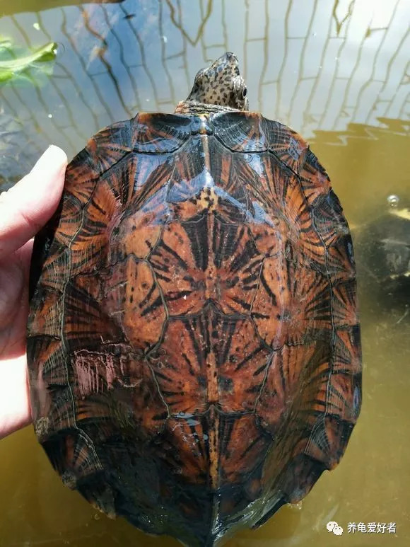 双栖系列齿缘摄龟美丽的半水龟