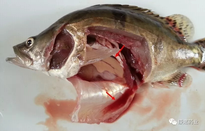 康洁如何解剖鱼体检查肝胆状况