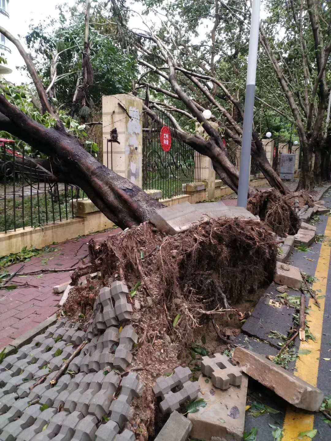 台风山竹最新消息 人在上班囧途之深圳丛林穿越