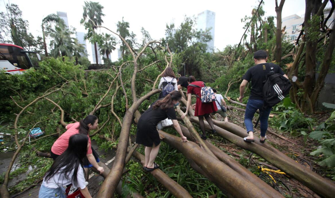 台风山竹过后第一天深圳市民爬树上班