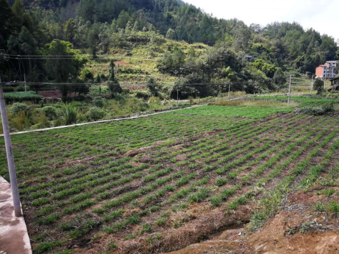 那里山林环绕,远离喧嚣有一个村子叫裴家村在重庆万州区地宝土家族乡