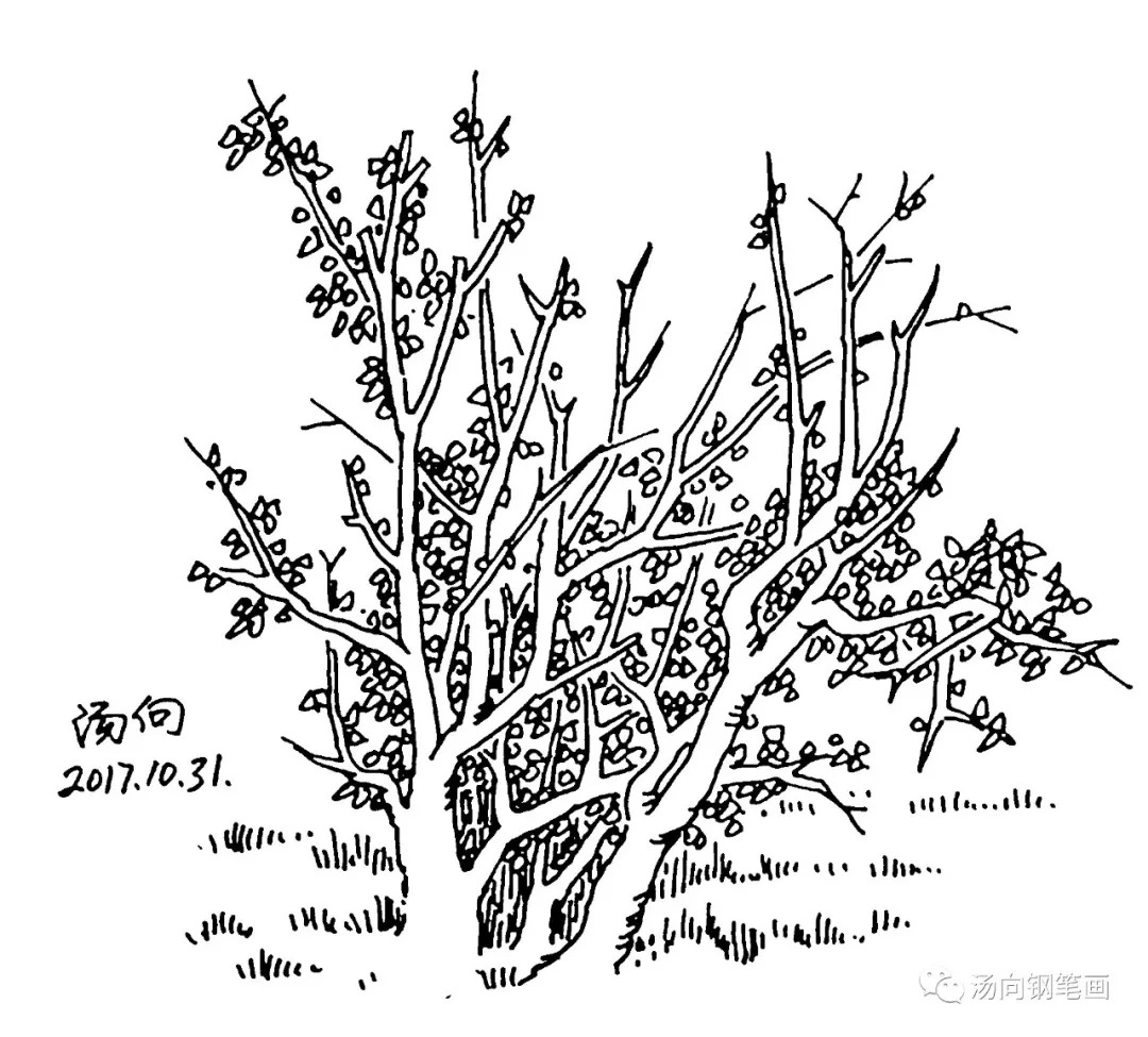 嫩芽素描图片