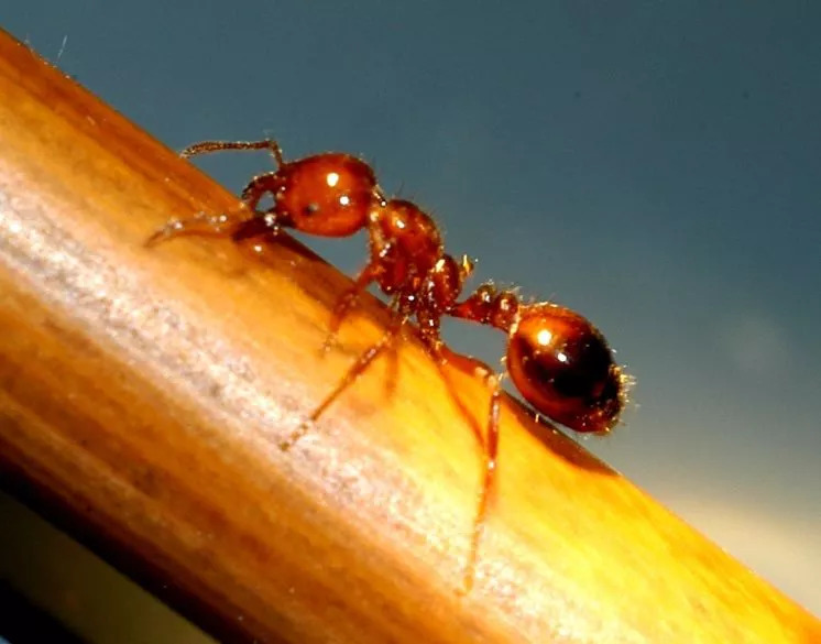 遇到有杀人蚁之称的红火蚁,马上这样做!