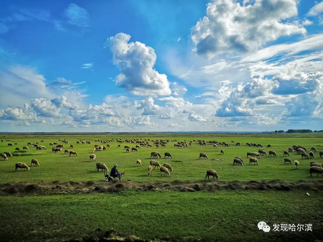 黑龙江齐齐哈尔牧场图片