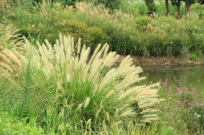 繽秀園的水栒子,學府公園的天目瓊花,晉陽街公園的山楂樹,迎澤公園的