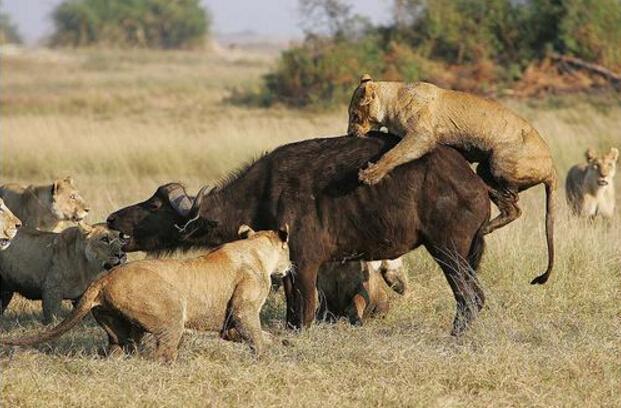 狮群捕食落单小野牛, 遭到愤怒野牛群围攻报复