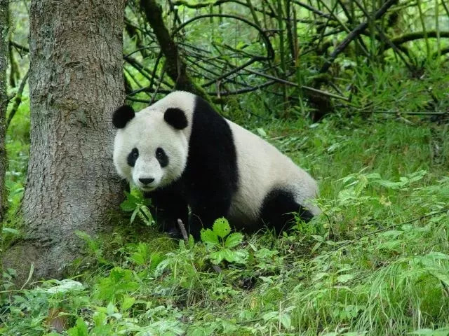 聚焦大熊貓野化放歸增加的國寶熊貓往何處去