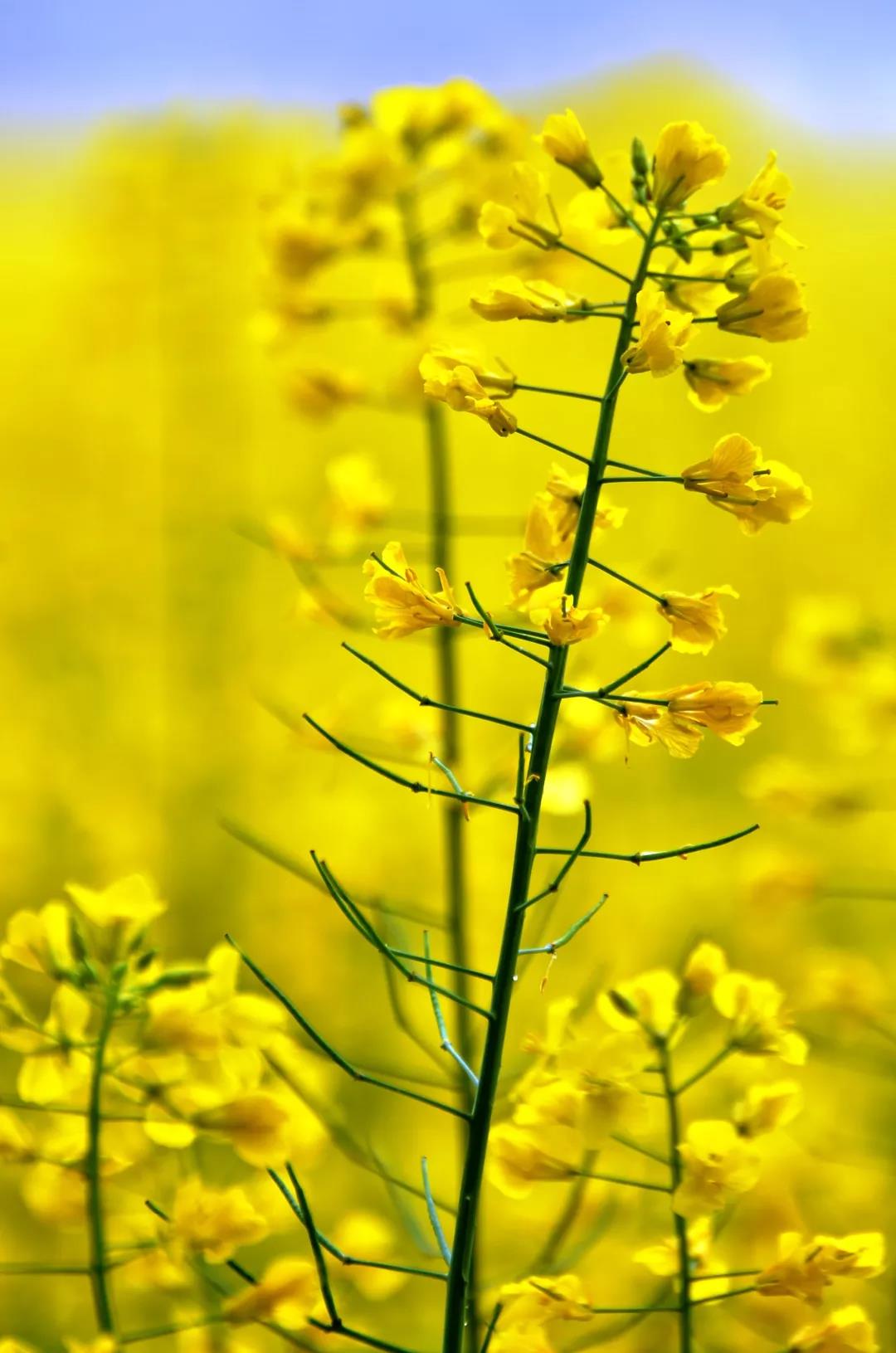 慢城油菜花图片