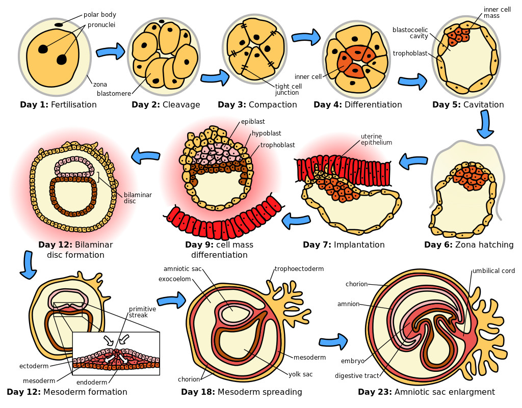 胚胎发育过程解剖图图片