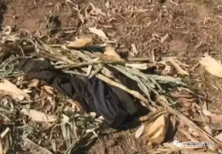 【惨剧】一名2岁男童在玉米地里被卷入收割机内,当场死亡!