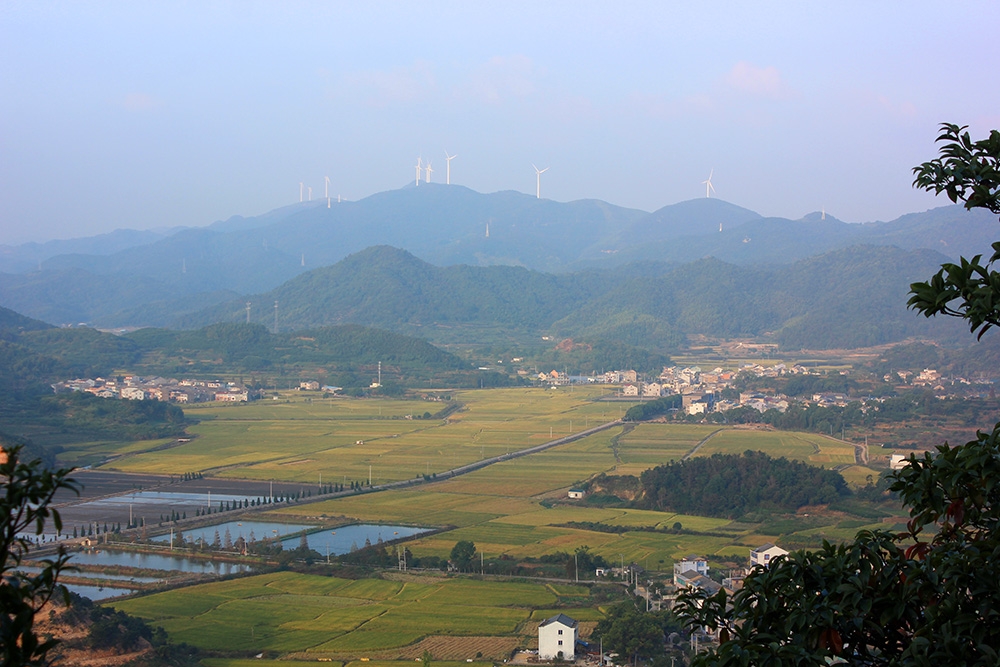 宁海梅枝田图片