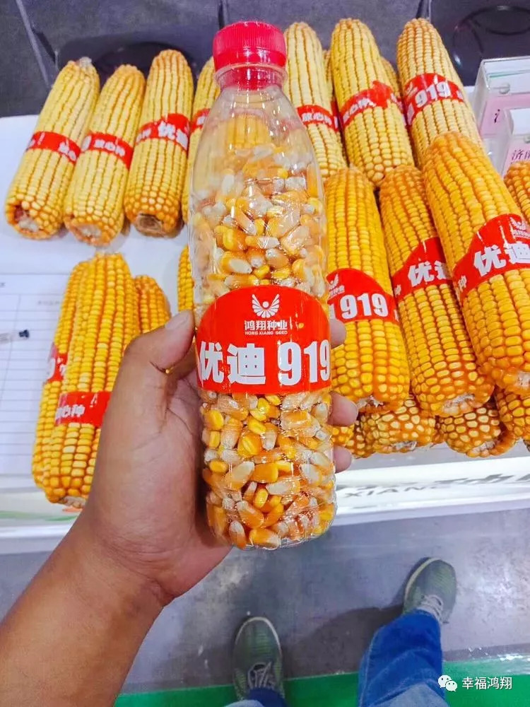 鸿翔99王玉米种子图片
