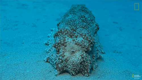 海参蠕动 动态图图片