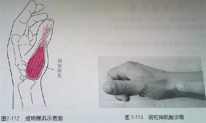 (图2-110,2-111)拇短展肌:起点:屈肌支持带,舟骨.