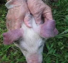 母猪剪耳缺方法图片