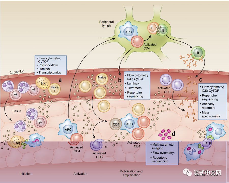 nature immunology:將白細胞分類升級到系統免疫學-搜狐大視野-搜狐