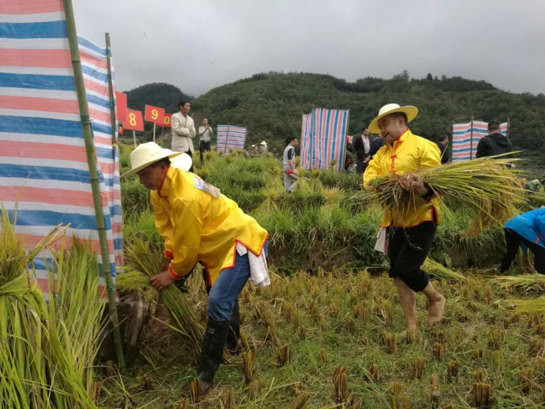 擼起褲管,赤腳下田!這裡千畝水稻豐收景色如夢似幻_打穀子